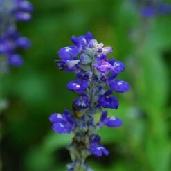 Texas Violet Salvia -Perennials Sales Store salvia farinacea texas violet mealy sage