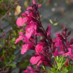 Cold Hardy Rainbow Salvia Collection -Perennials Sales Store salvia greggii cold hardy pink