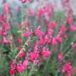 Cold Hardy Rainbow Salvia Collection -Perennials Sales Store salvia greggii flowerkisser coral pink sage6