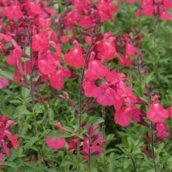 FlowerKisser® Coral-Pink Salvia -Perennials Sales Store salvia greggii wwg3flowerkisser coral pink sage