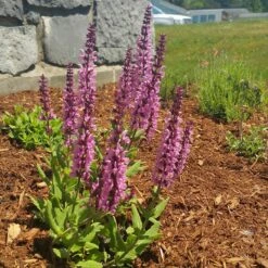 Lyrical™ Rose Salvia -Perennials Sales Store salvia lyrical rose office garden