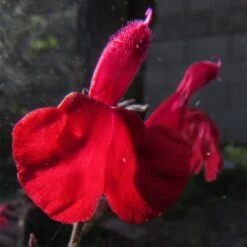 Cold Hardy Rainbow Salvia Collection -Perennials Sales Store salvia maraschino