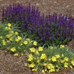 Little Night Salvia -Perennials Sales Store salvia nemerosa little night oenothera shimmer