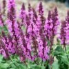Rose Marvel Salvia -Perennials Sales Store salvia nemorosa rose marvel salvia