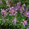 Dwarf Common Sage (Salvia) -Perennials Sales Store salvia officinalis minimus 1