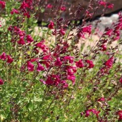 Cold Hardy Rainbow Salvia Collection -Perennials Sales Store salvia raspberry delight bush sage