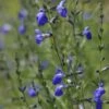 Autumn Sapphire™ Salvia 1 Autumn Sapphire™ Salvia -Perennials Sales Store salvia reptans autumn sapphire brooke colburn cropped