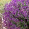 Ultra Violet Salvia 2 Ultra Violet Salvia -Perennials Sales Store salvia ultra violet over wall purple 1