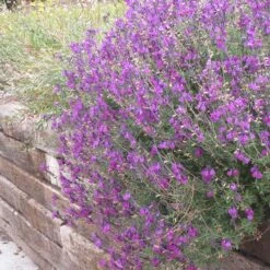 Cold Hardy Rainbow Salvia Collection -Perennials Sales Store salvia ultra violet over wall 2