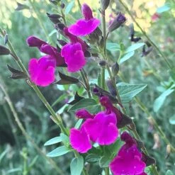 Cold Hardy Rainbow Salvia Collection -Perennials Sales Store salvia x wwg04 flowerkisser royal rose sage pink blooms 1
