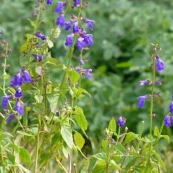 Deep Blue Arizona Salvia