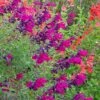 Burgundy Seduction Salvia 2 Burgundy Seduction Salvia -Perennials Sales Store salvia burgundy seduction cc cropped
