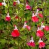 Hot Lips Salvia -Perennials Sales Store salvia microphylla hot lips close up of flwrs cc