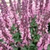 Lyrical™ Rose Salvia -Perennials Sales Store salvia nemorosa balyricose
