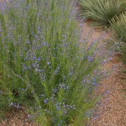 Autumn Sapphire™ Salvia -Perennials Sales Store salvia reptans autumn sapphire brooke colburn 1 actually cropped