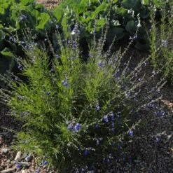 Autumn Sapphire™ Salvia -Perennials Sales Store salvia reptans dwf autumn sapphire cropped