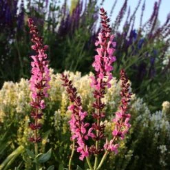 Lyrical™ Rose Salvia -Perennials Sales Store salvia sylvestris balyricose 676836163 cropped