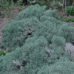 Gray Santolina -Perennials Sales Store santolina chamaecyparissus gray santolina spring