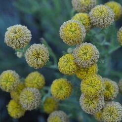 Gray Santolina -Perennials Sales Store santolina chamaecyparissus gray santolina summer flowers close up