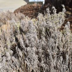 Gray Santolina -Perennials Sales Store santolina chamaecyparissus gray santolina winter