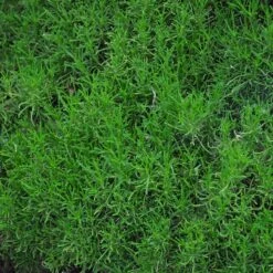 Green Santolina -Perennials Sales Store santolina rosmarinifolia green santolina spring foliage