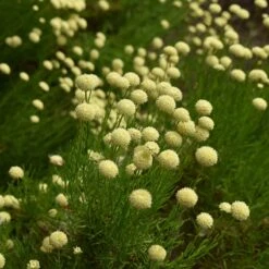 Green Santolina -Perennials Sales Store santolina rosmarinifolia green santolina summer cream flowers