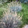 Boulder Blue Fescue Grass -Perennials Sales Store saxon holt festuca boulder blue
