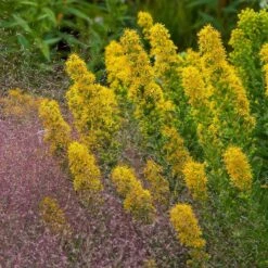 Golden Torch Goldenrod (Wichita Mountains Solidago) -Perennials Sales Store saxon holt muhlenbergia reverchonii with solidago wichita mtns