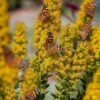Golden Torch Goldenrod (Wichita Mountains Solidago) -Perennials Sales Store saxon holt painted lady with solidago wichita mountains