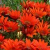 Scarlet Tanager Gazania -Perennials Sales Store scarlet tanager african daisy flowercloseup