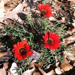 Scarlet Tanager Gazania -Perennials Sales Store scarlet tanager african daisy ground trio