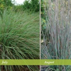 Standing Ovation Little Bluestem Grass -Perennials Sales Store schizachyrium scop standing ovation july august 1 1