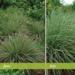 Standing Ovation Little Bluestem Grass -Perennials Sales Store schizachyrium scop standing ovation june july 1 1