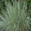 Prairie Blues Little Bluestem Grass -Perennials Sales Store schizachyrium prairie blues walters gardens cropped