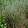 Standing Ovation Little Bluestem Grass -Perennials Sales Store schizachyrium scop standing ovation 1 1