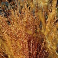 Blaze Little Bluestem Grass -Perennials Sales Store schizachyrium scoparium blaze cropped 2