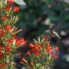 Royal Catchfly (Silene) -Perennials Sales Store scott myrick hummingbird silene regia royal catch fly wa