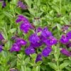 Dark Violet Skullcap (Scutellaria) 2 Dark Violet Skullcap (Scutellaria) -Perennials Sales Store scutellaria dark violet close up flower