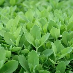 Autumn Fire Sedum -Perennials Sales Store sed autumnfire fol northcreek nu