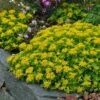 Orange Stonecrop -Perennials Sales Store sedum kamtschaticum 1