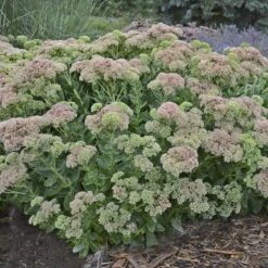 Autumn Fire Sedum -Perennials Sales Store sedum autumn fire whole plant e