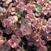 Voodoo Sedum -Perennials Sales Store sedum purium voo doo 001 720x720 72 rgb