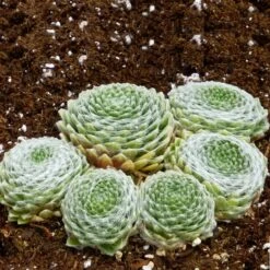 Cobweb Hens And Chicks -Perennials Sales Store sempervivum arachnoideum