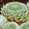 Cobweb Hens And Chicks -Perennials Sales Store sempervivum arachnoideum 3