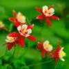 Red Hobbit Columbine -Perennials Sales Store shutterstock 42234346 aquilegia caerulea red hobbit 1