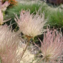 Apache Plume (Fallugia) -Perennials Sales Store shutterstock apache plume fallugia paradoxa 1 cropped