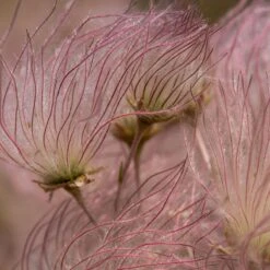 Apache Plume (Fallugia) -Perennials Sales Store shutterstock apache plume fallugia paradoxa 2 cropped