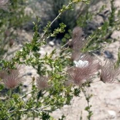 Apache Plume (Fallugia) -Perennials Sales Store shutterstock apache plume fallugia paradoxa 3 cropped