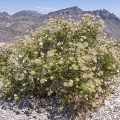 Apache Plume (Fallugia) -Perennials Sales Store shutterstock apache plume fallugia paradoxa 4 cropped