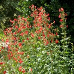 Royal Catchfly (Silene) -Perennials Sales Store silene reiga royal catchfly full plant